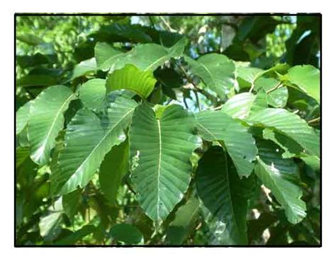 mayapis tree|Dipterocarpus turbinatus .